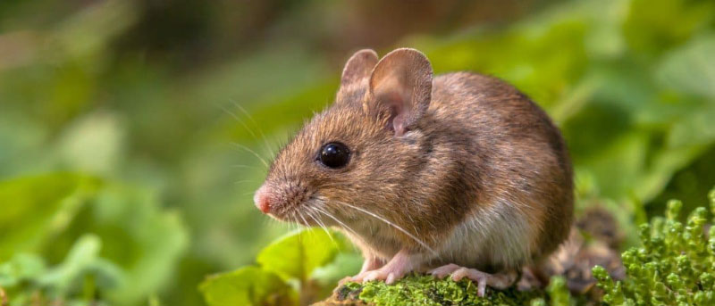 Con chuột có quan trọng không?